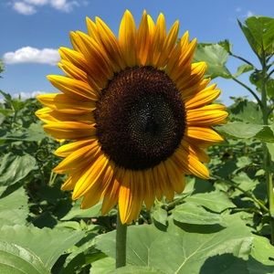 Meet your Posher, Hailey